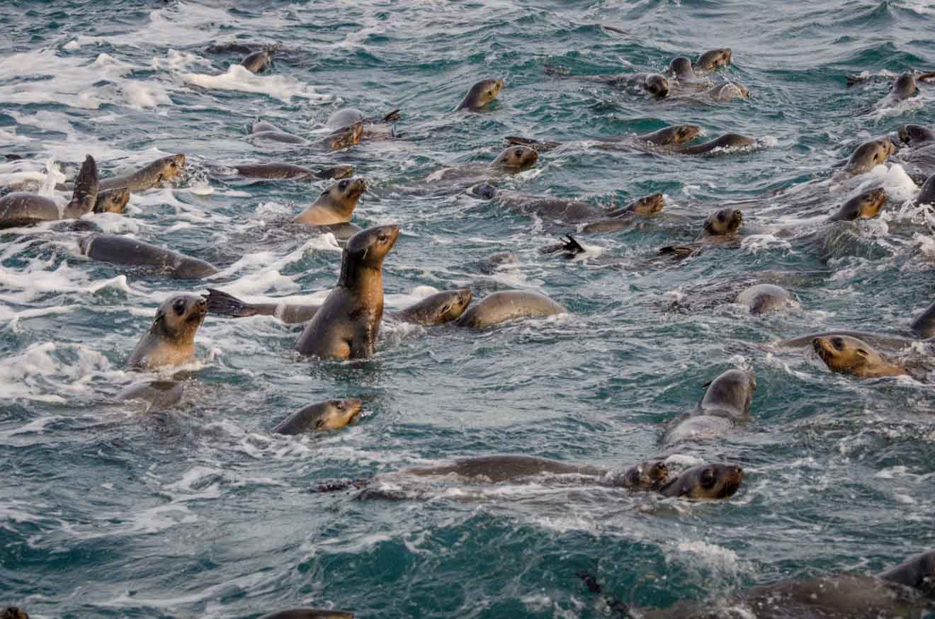 Fur Seal Things to do in Phillip Island in Melbourne Australia