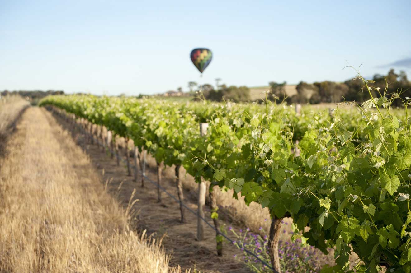 things to do in adelaide - Hot Air Ballooning, Barossa Valley, SA