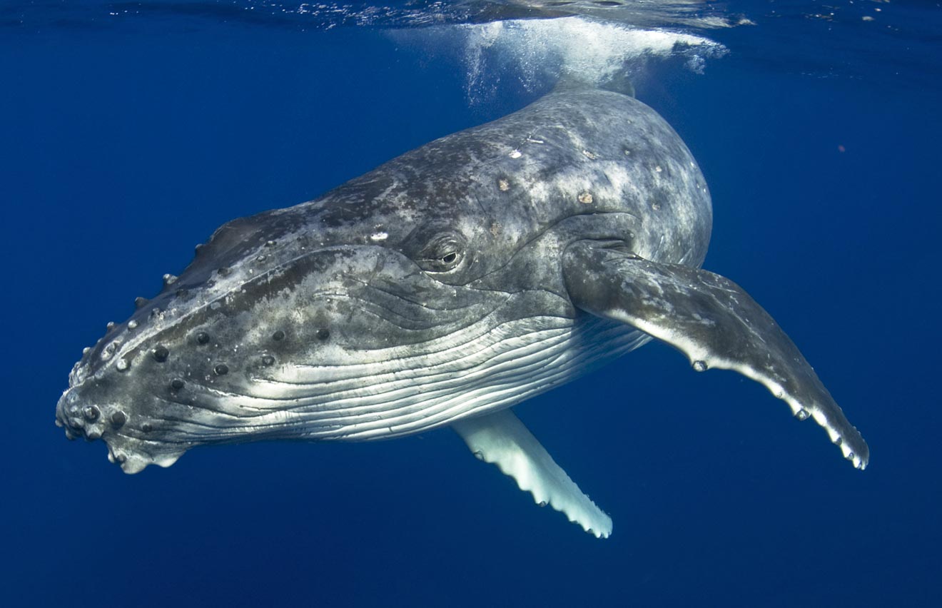 Humpback Whale things to do in the pinnacles Merimbula