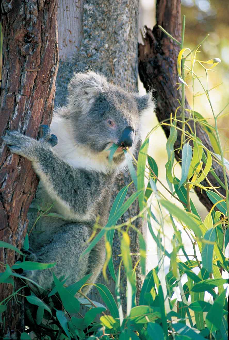 Day trip Perth hills Koala, in Yanchep National Park
