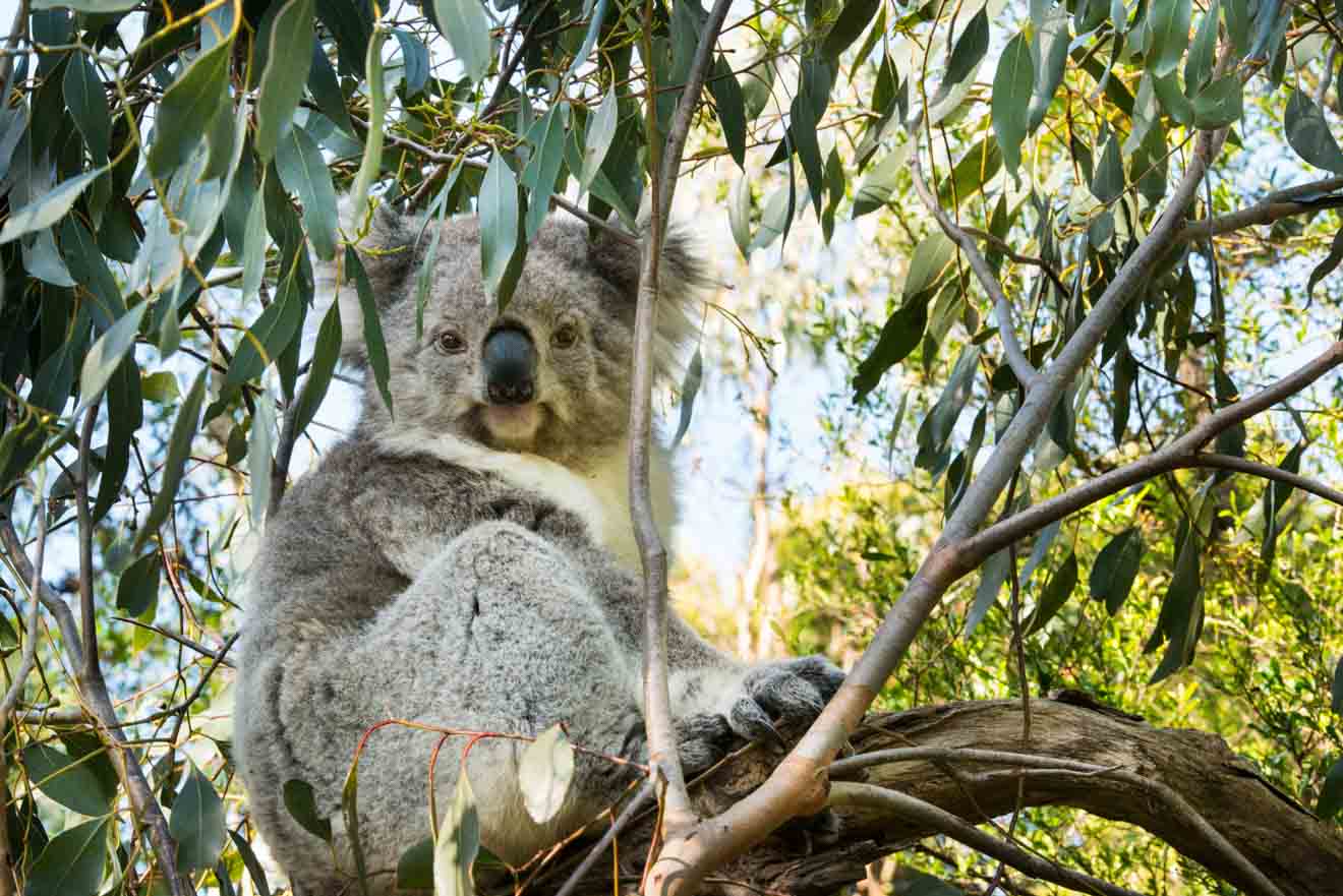 Top Tips for Planning the Perfect Day Trip to Phillip Island - Koala Things to do in Phillip Island