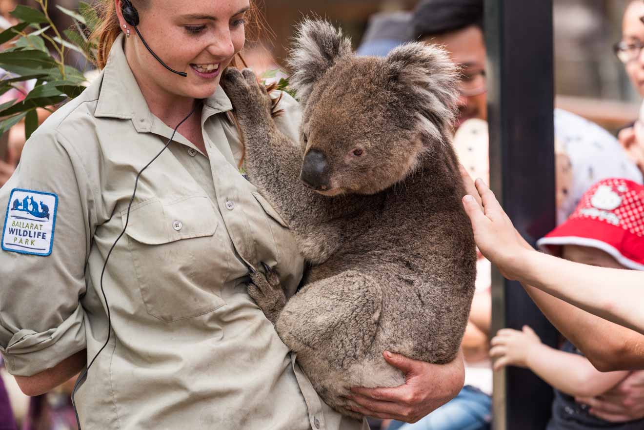 Koala at Ballarat Wildlife Park things to do in ballarat upcoming events