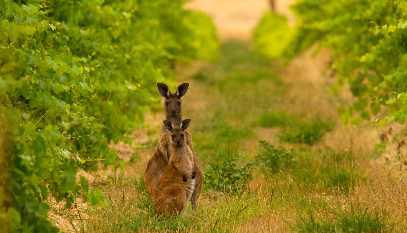 best of the barossa valley - Mount Edelstone Vineyard Things to do in Barossa Valley Wineries