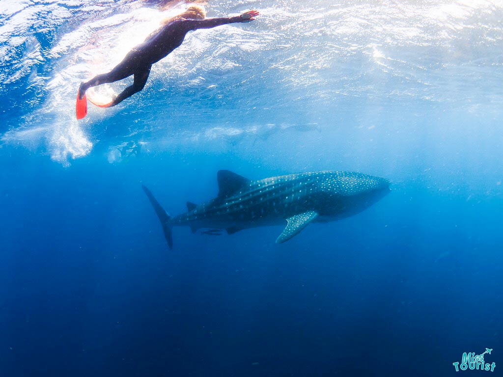 things to do Ningaloo Reef Western Australia Road trip swim with whales