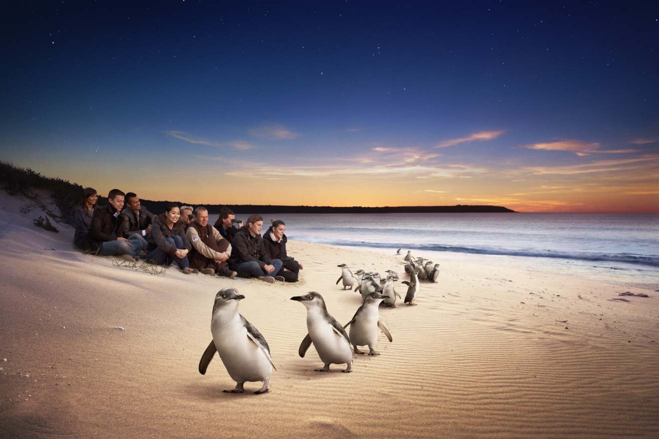 phillip island penguin parade tickets - Penguins Things to do in Phillip Island