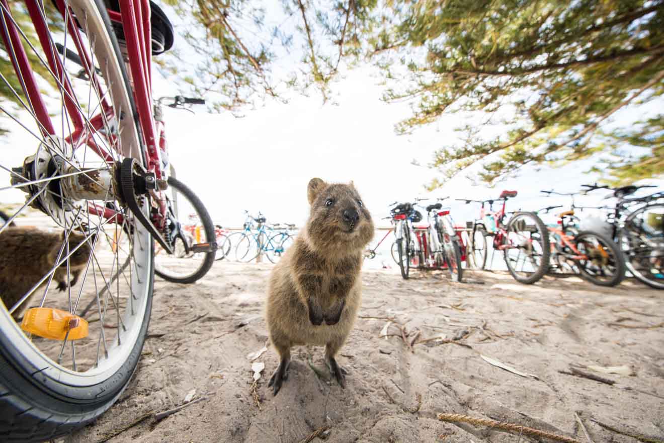 Bike and wildlife things to do at Quokka on Rottnest Island