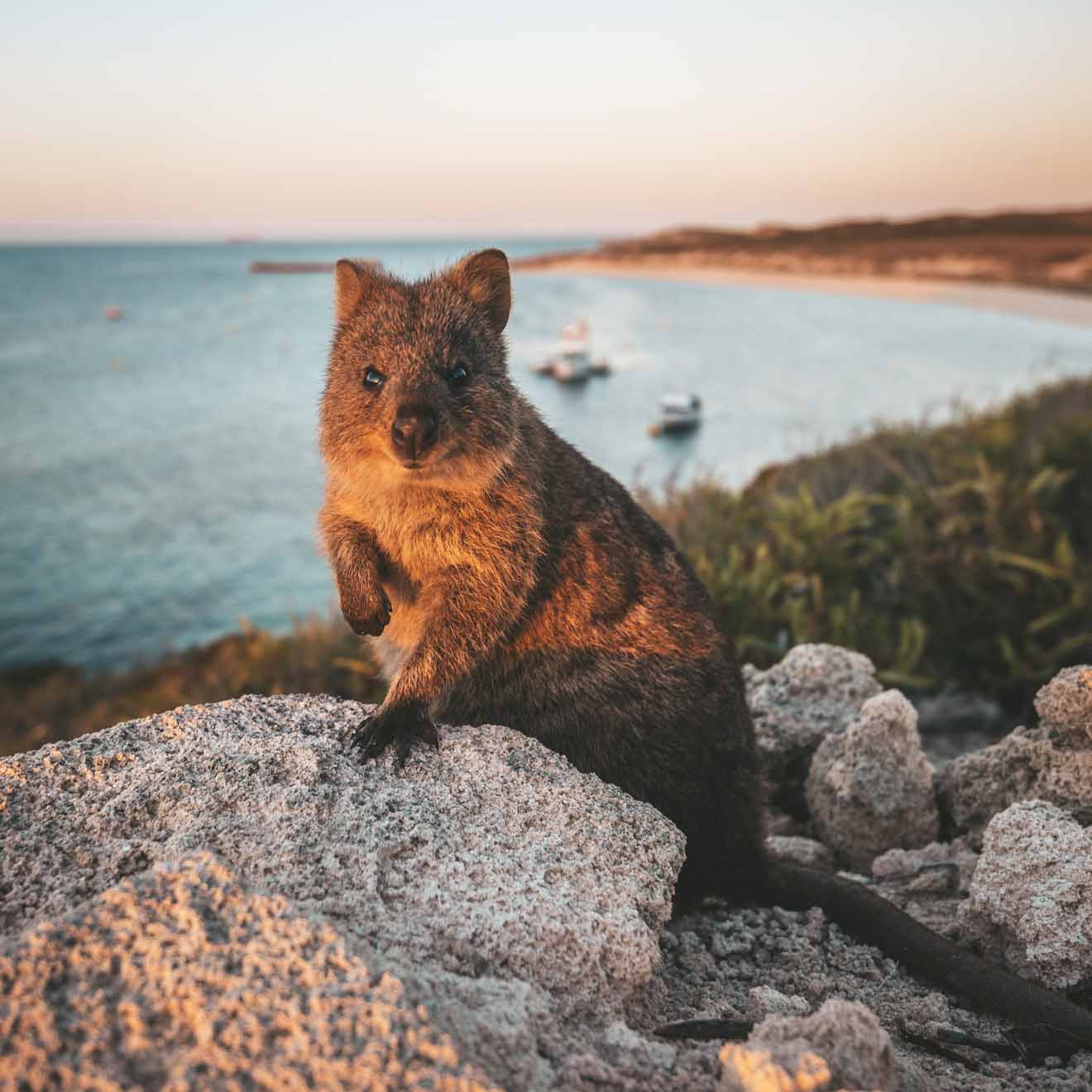 what to do in perth tomorrow - Quokka on Rottnest Island