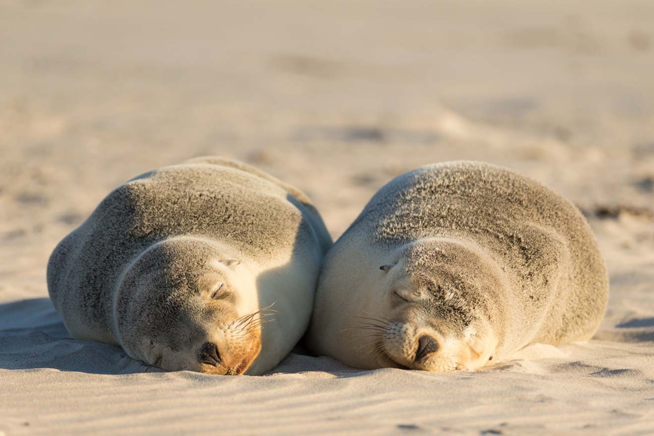 kangaroo island today - Seals Things to do in Kangaroo Island