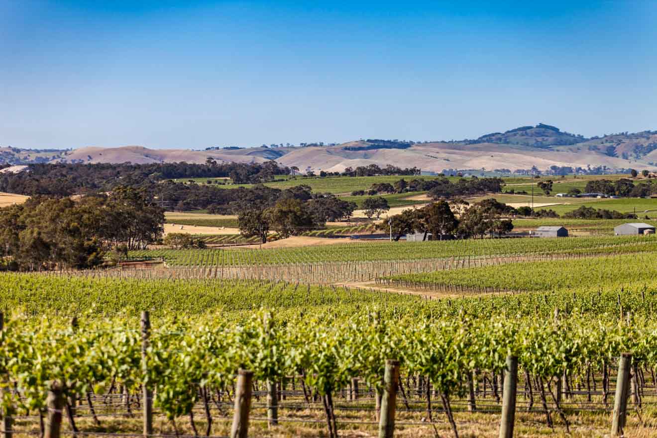 The best of Adelaide, South Australia - Seppeltsfield Things to do in Barossa Valley Wineries