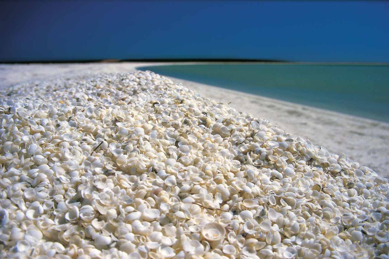 Shell Beach Things to do in Shark bay and monkey mia entry fee