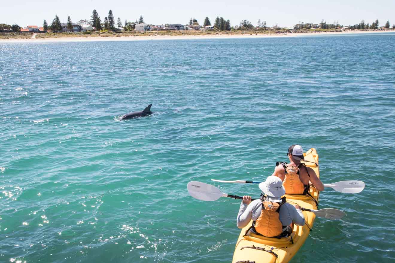 boat and whale watching to do at Shoalwater Islands Marine Park