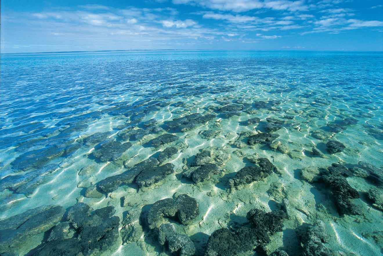 Stromatolites at Hamelin Pool Things to do in Shark bay top attractions