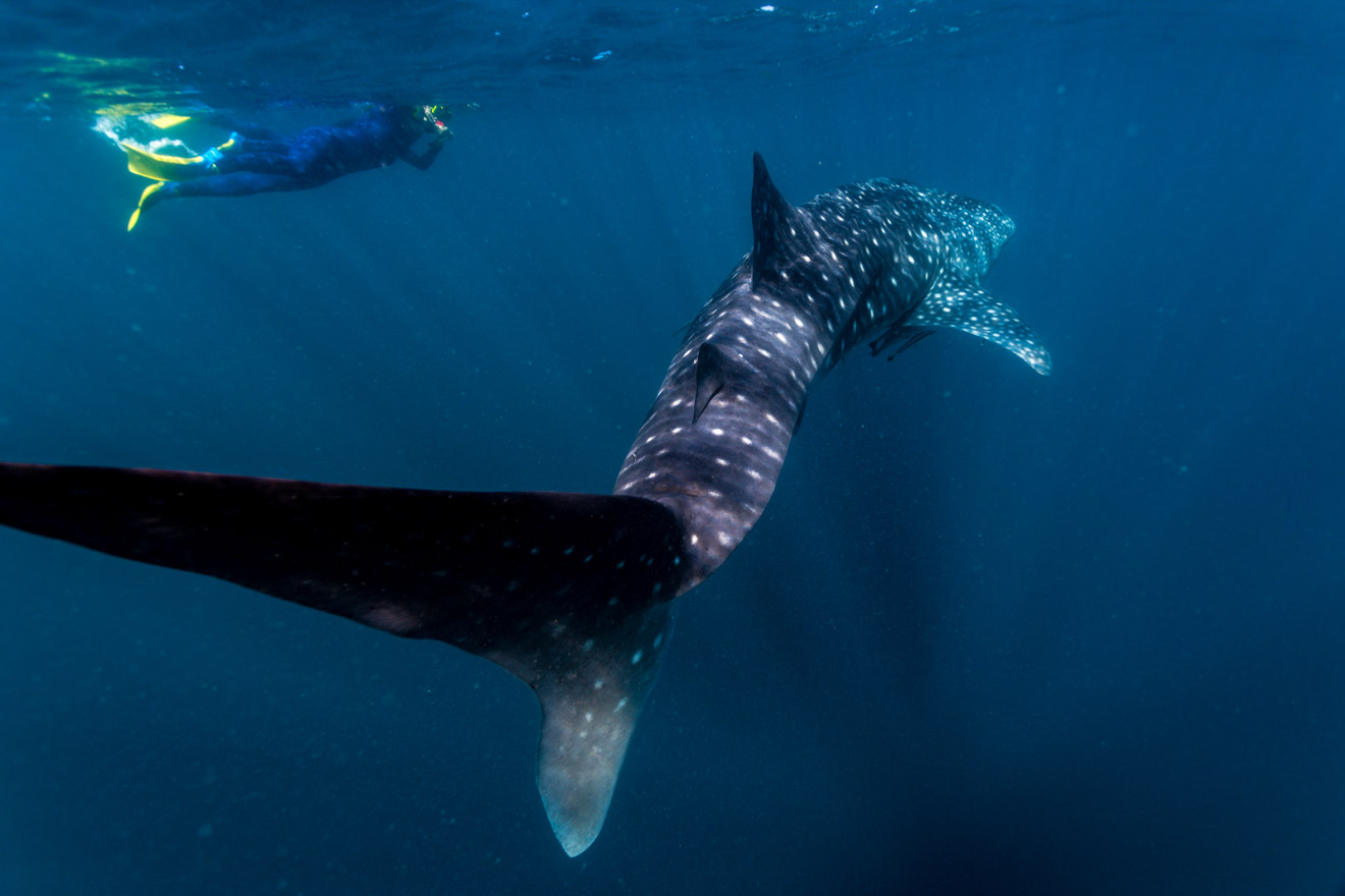 Swimming with Whale sharks Ningaloo Australia