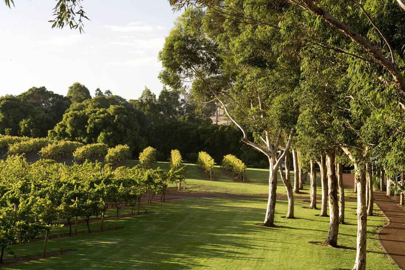 Vasse Felix vineyards things to do in margaret river tree climb