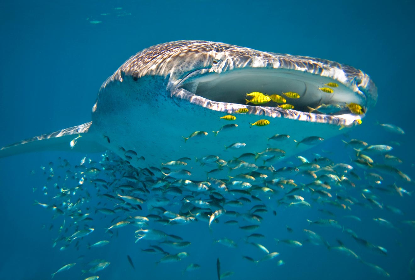 6 Things to Know about the Whale Sharks at Ningaloo Reef