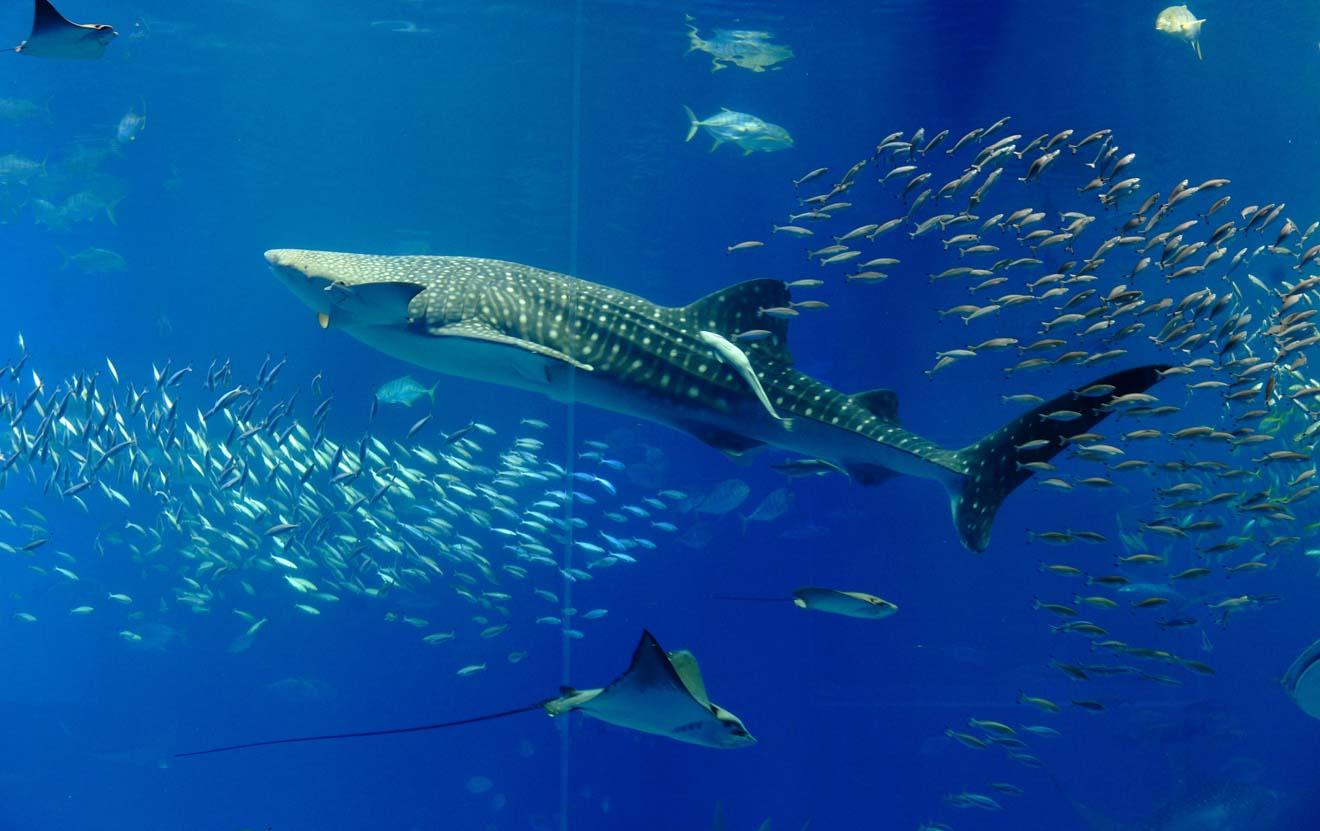 FULL GUIDE - 9 Things To Do In Shark Bay, Western Australia