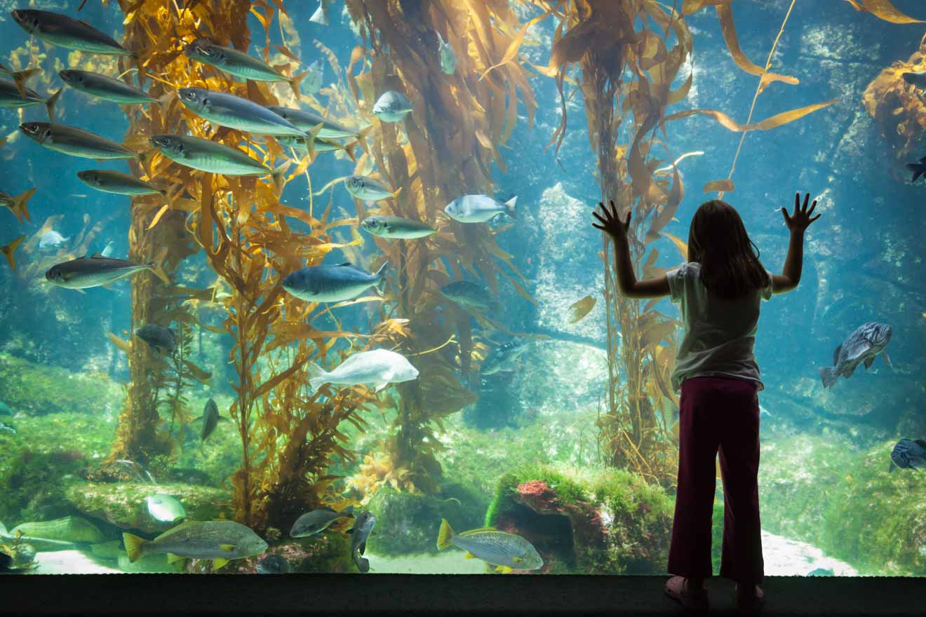 Best tourist spots - aquarium things to do in Merimbula