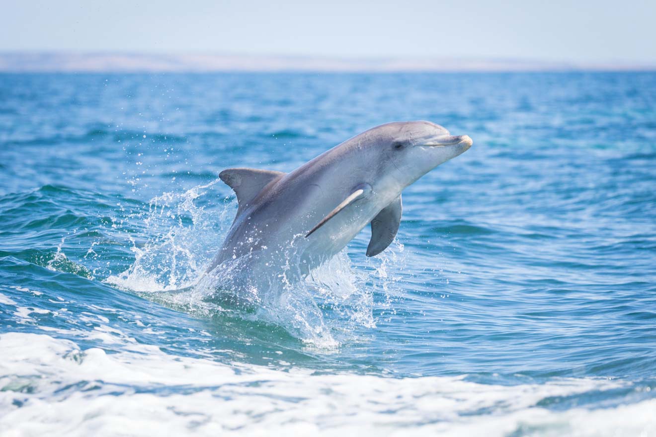 A dolphin jumping in the water