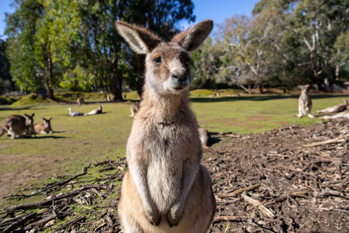 kangaroo things to do in Merimbula, tathra
