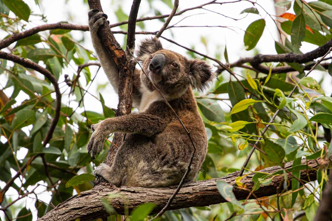 koala Things to do in brisbane and Gold Coast