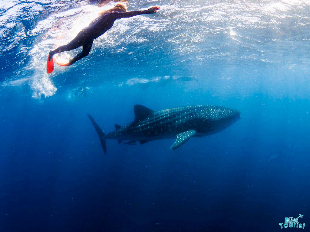 best time to swim with Whale sharks Ningaloo