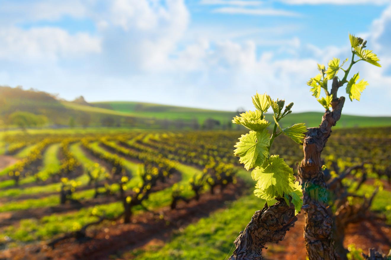 11 Barossa Valley Wineries an Itinerary to See them All