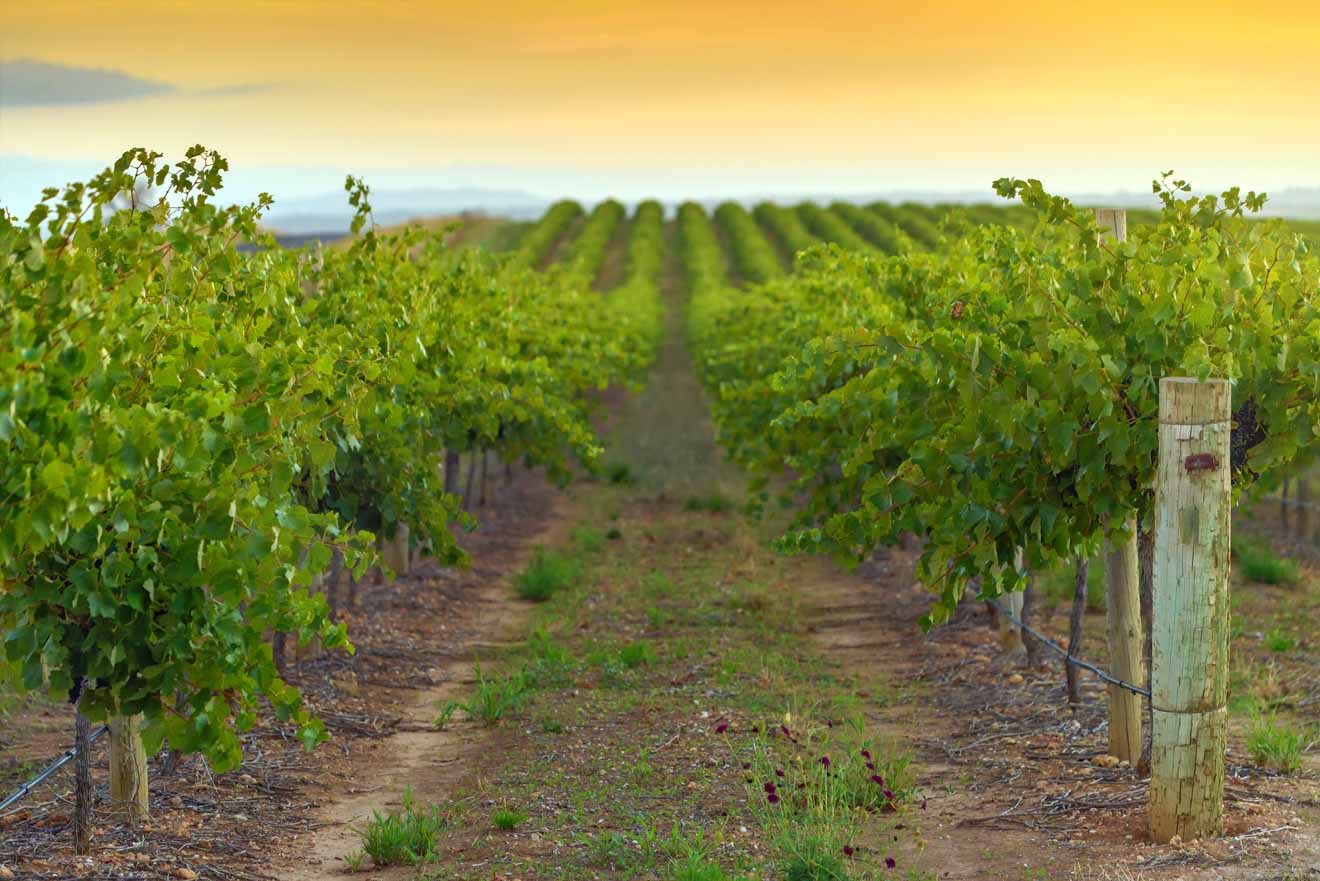 barossa valley attractions family - vineyards Things to do in Barossa Valley