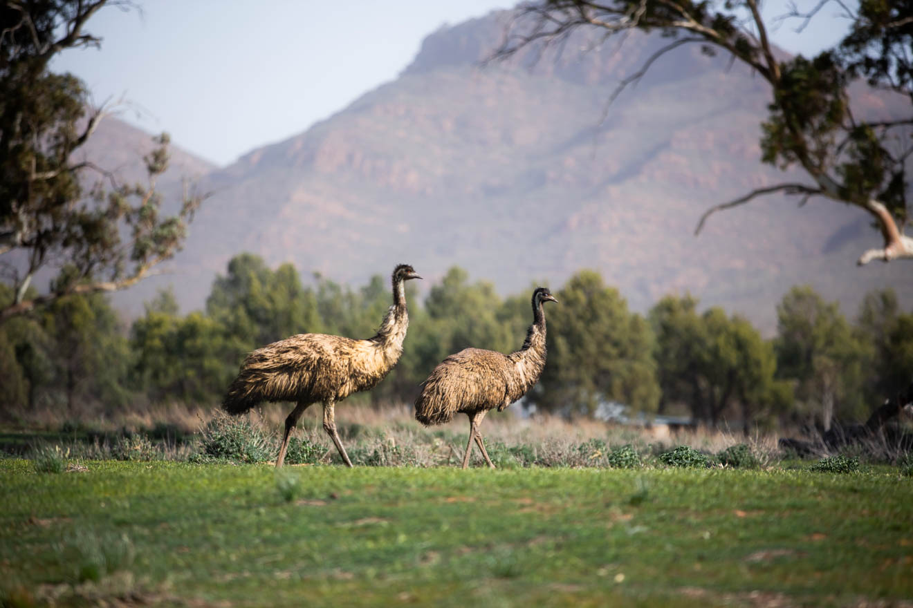 wildlife things to do Wilpena Pound Resort, SA