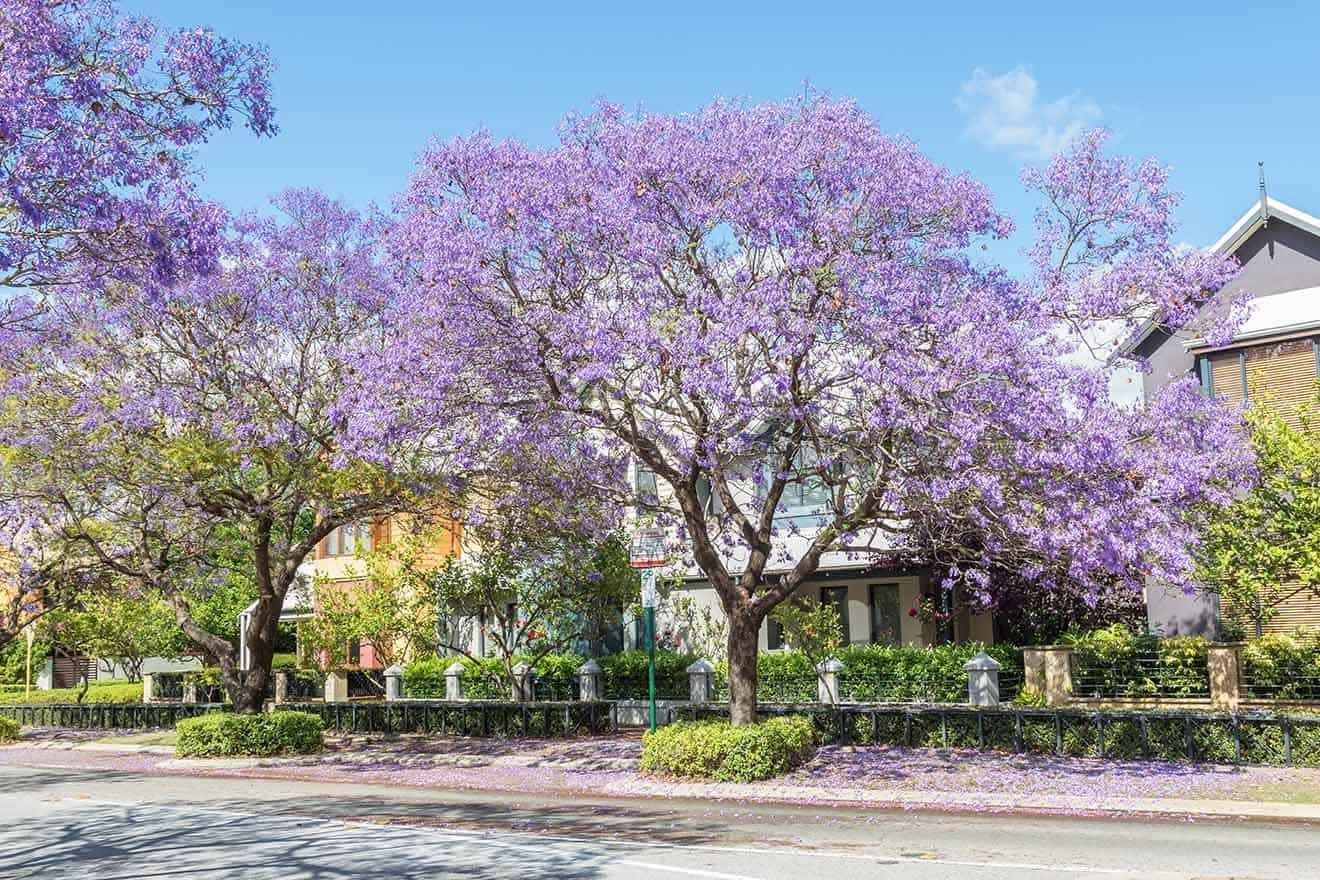 A residential street lined with flowering Jacaranda trees in full purple bloom, enhancing the suburb's charm