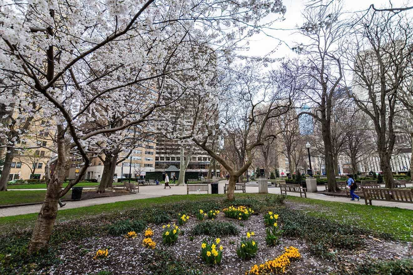 Blossoming cherry trees with a dusting of white petals in a city park during spring, complemented by vibrant yellow daffodils and a walking path