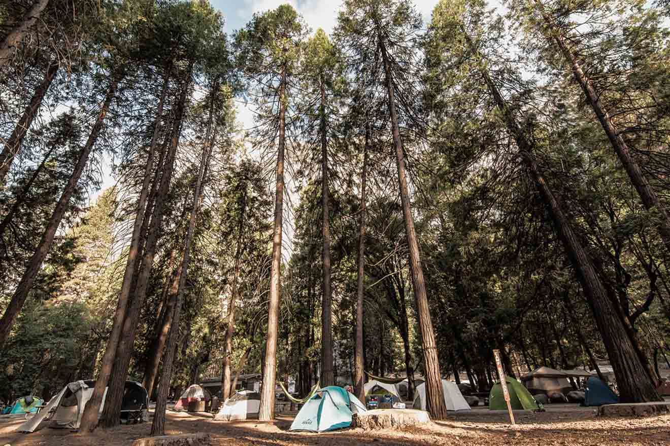 Campground in Yosemite with tents pitched among tall pine trees offering a serene outdoor experience.
