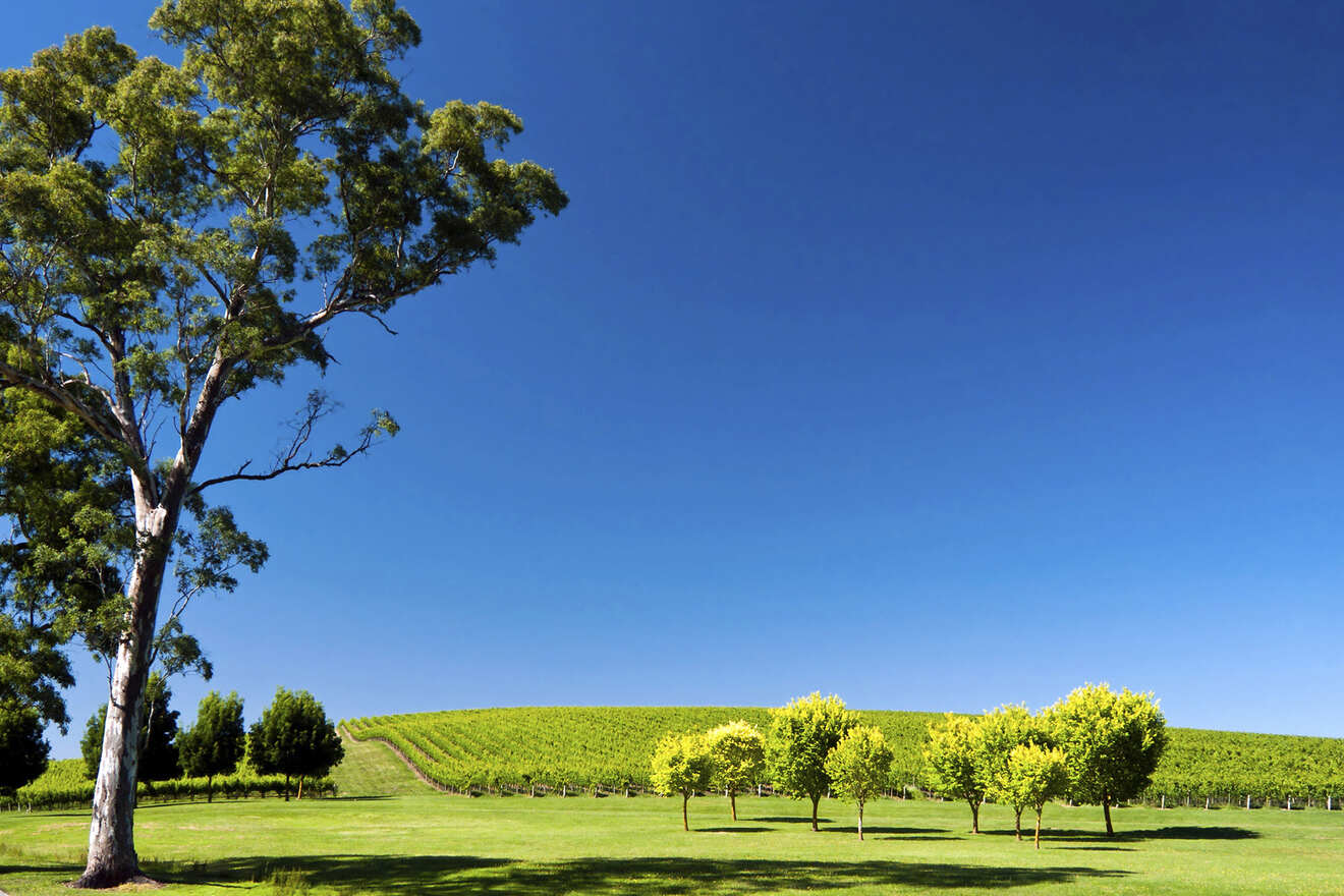 TOP 4 Areas Where to Stay in Adelaide, Australia + HOTEL GUIDE