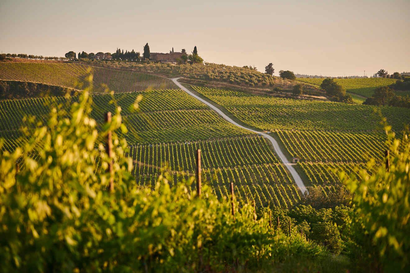 Gentle curves of a vineyard road amidst the rolling Tuscan hills, with neat rows of grapevines leading towards a secluded estate at sunset, encapsulating the essence of Italy's wine country