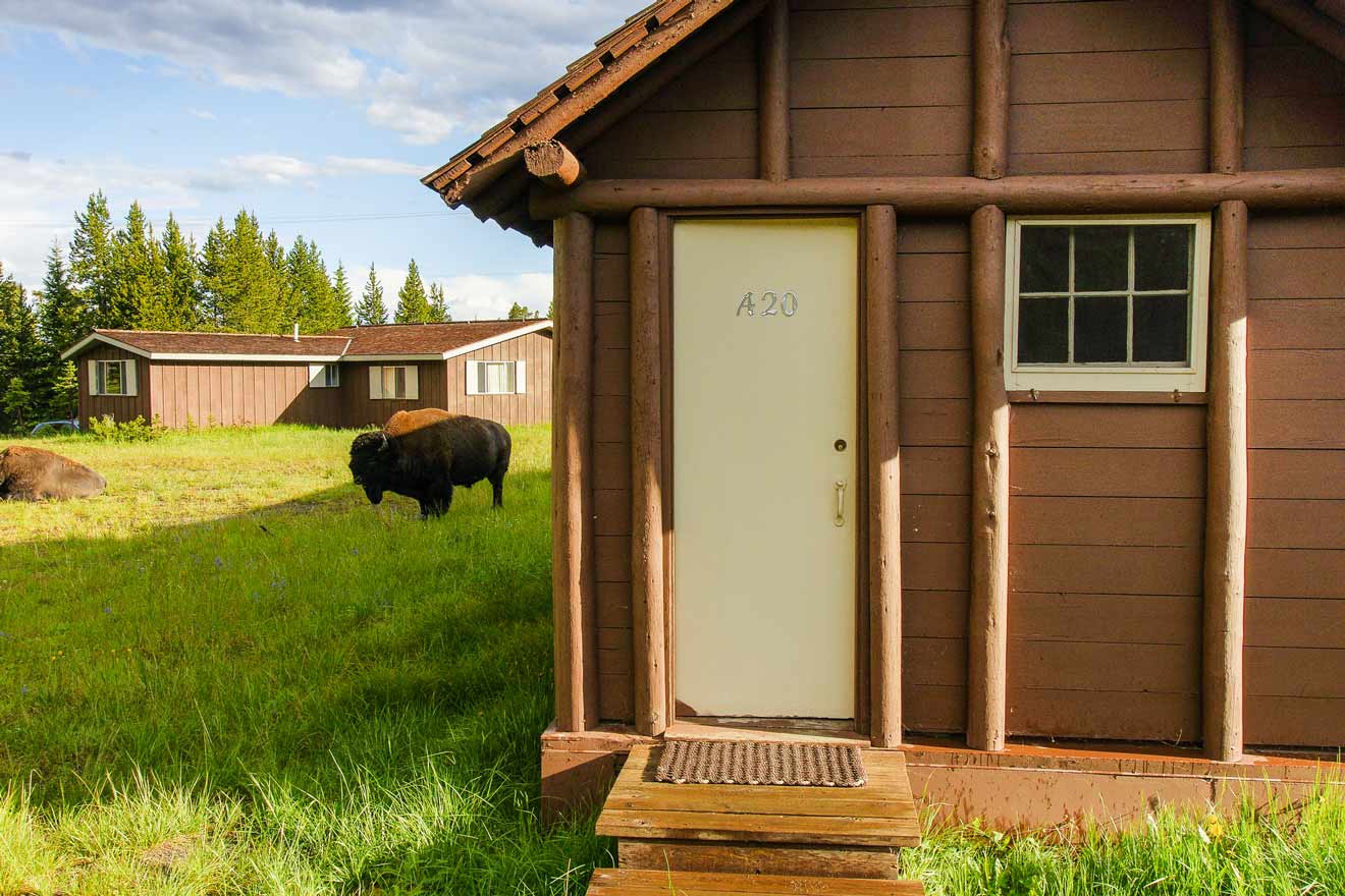 Wooden cabin labeled A20 with a bison grazing nearby on a green lawn. Other cabins and trees are visible in the background.