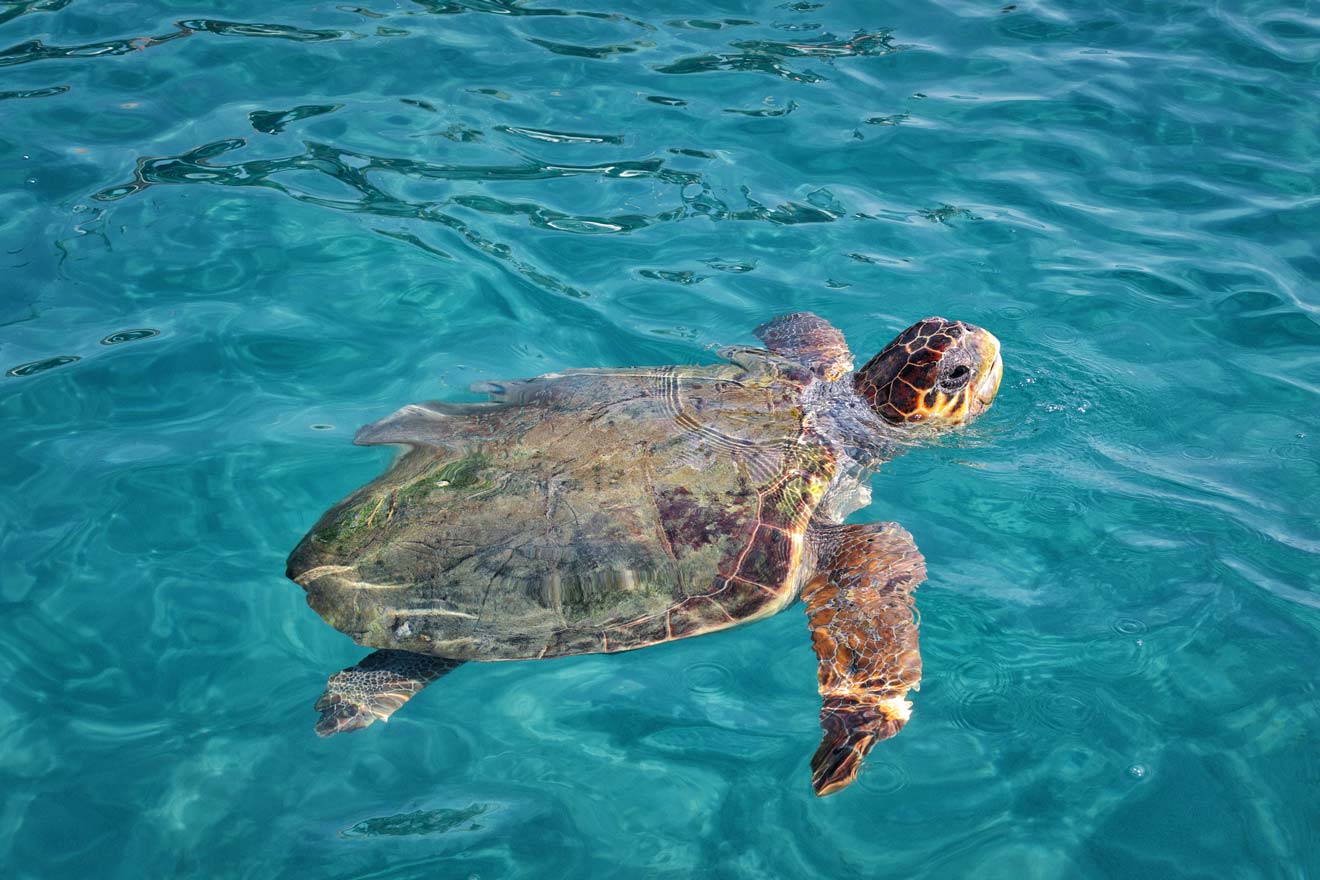 See the Sea Turtles in Kalamaki