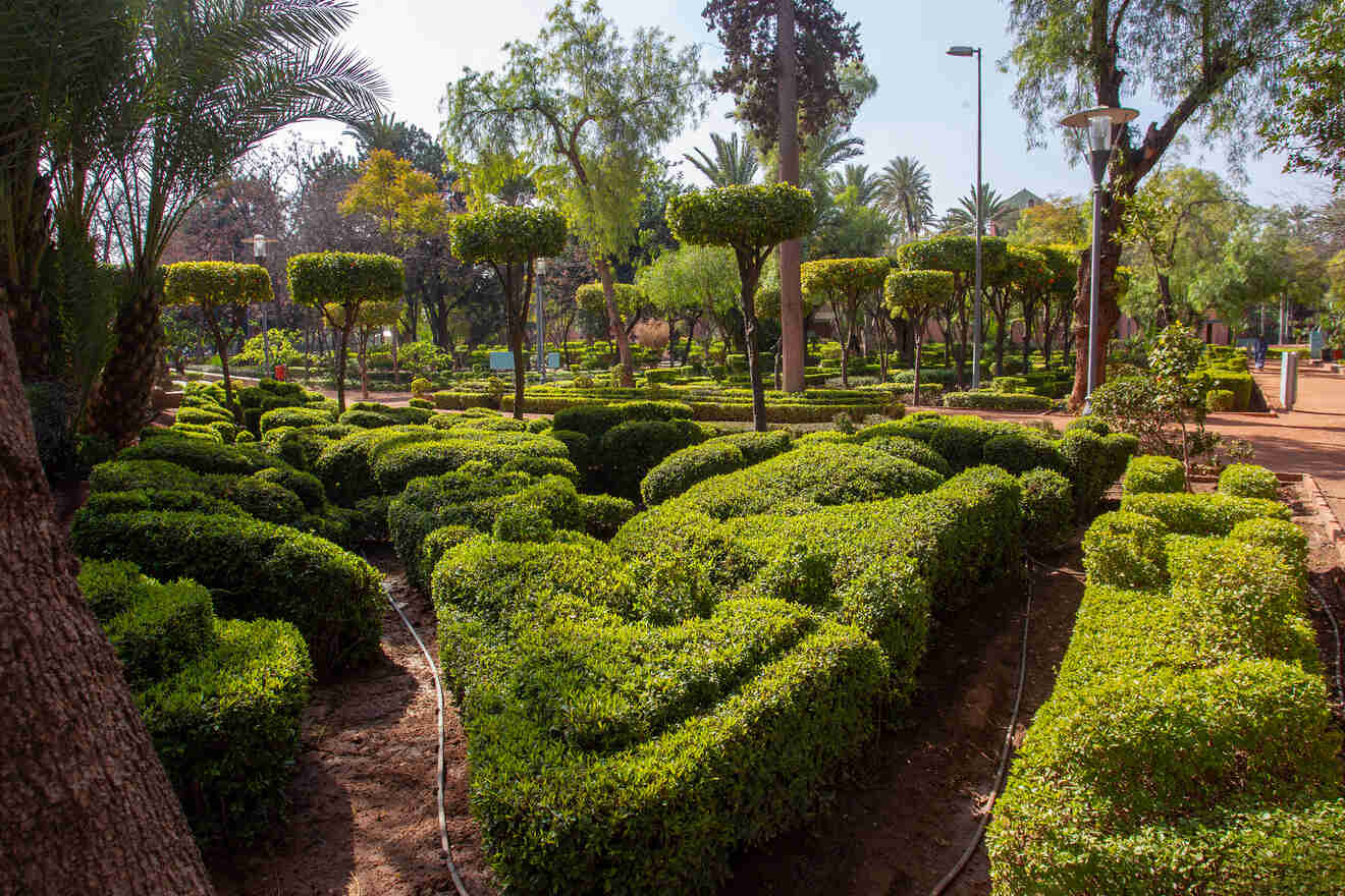 Manicured shrubbery and neatly trimmed hedges in a tranquil public garden in Marrakech with towering palm trees