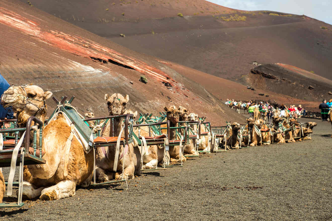 Row of camels sitting in the volcanic landscape of Lanzarote, ready for tourists to ride, with a view of the mountains