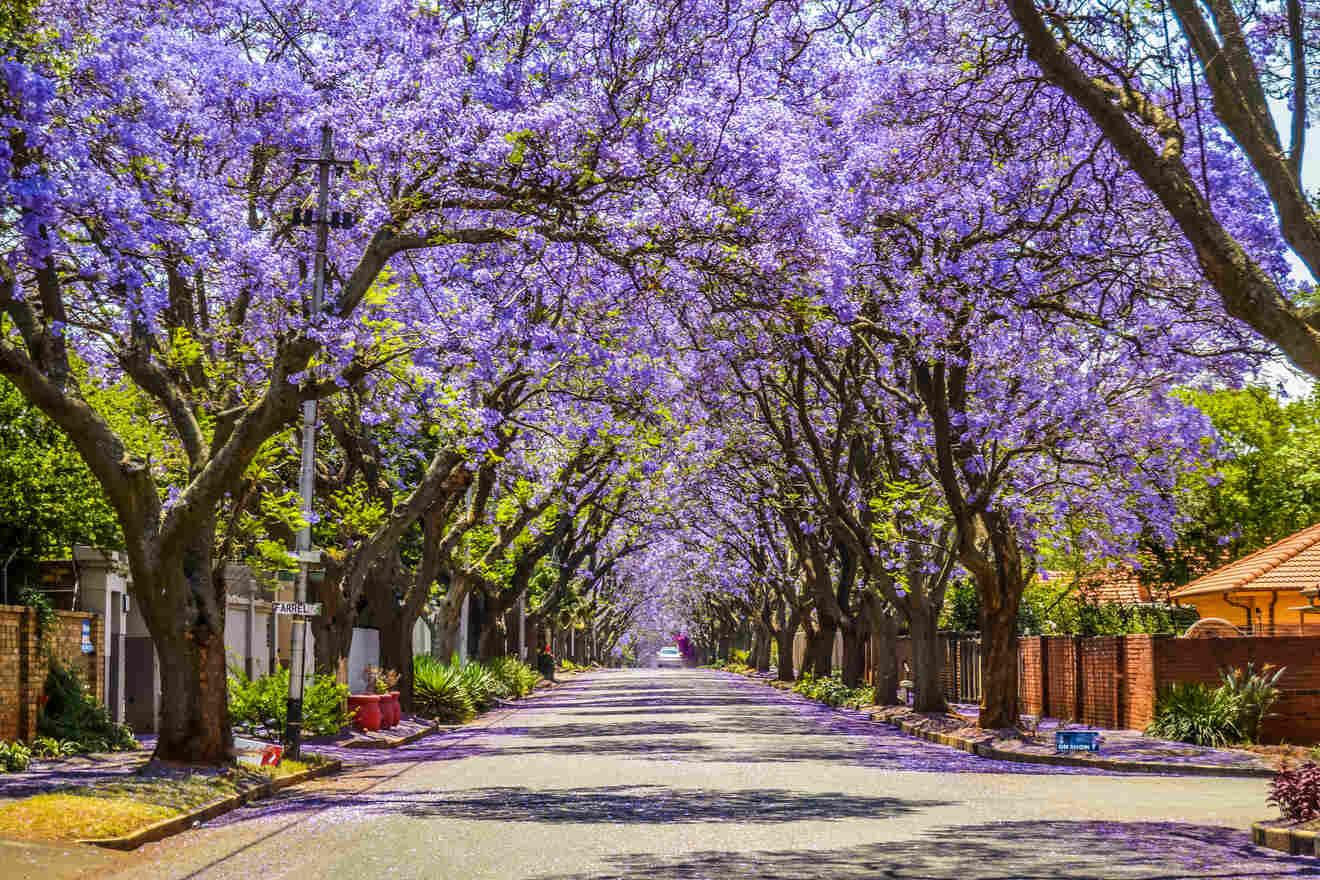 A scenic street lined with blooming purple Jacaranda trees creating a vibrant canopy over a quiet residential area