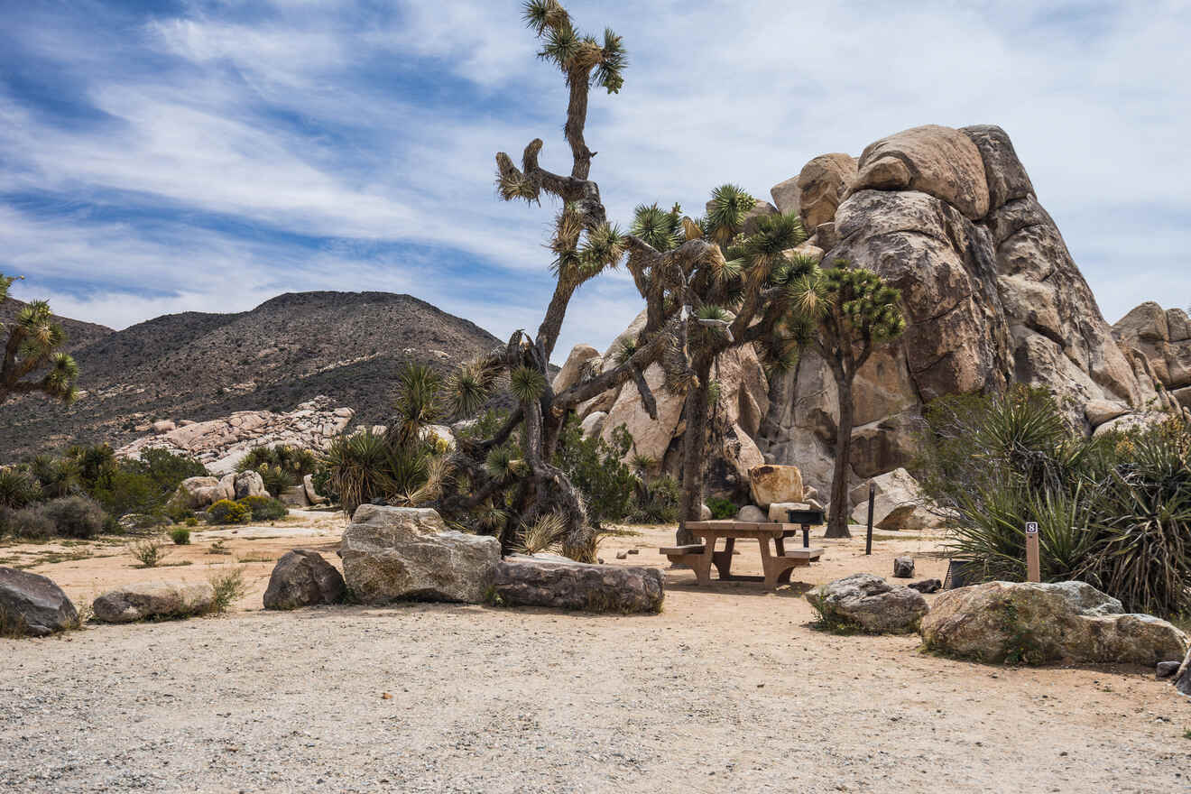 5 Best camping sites inside the Joshua Tree National Park