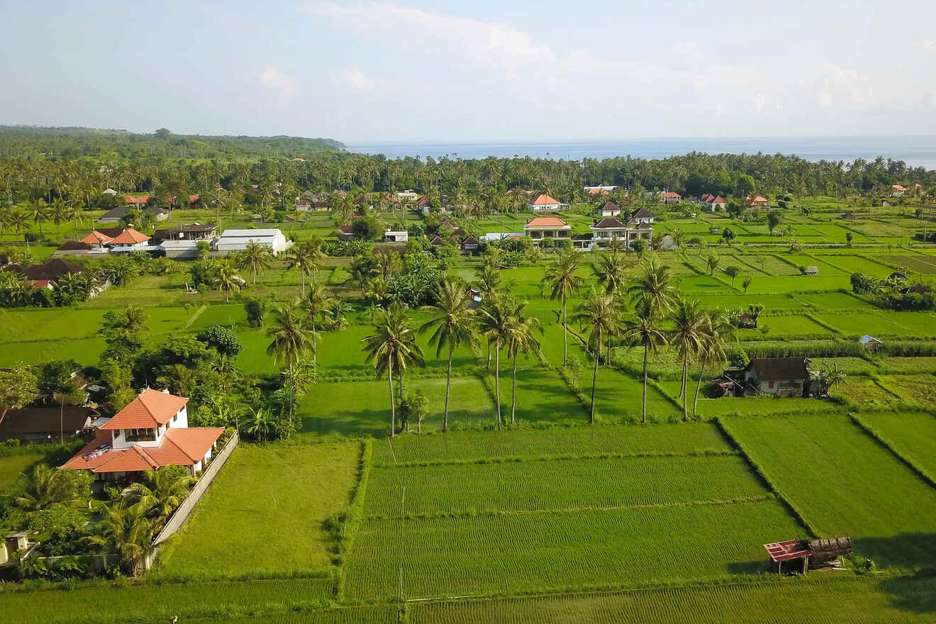 Aerial view of lush green rice fields with palm trees, depicting the rural landscape and traditional farming structures in a tranquil setting