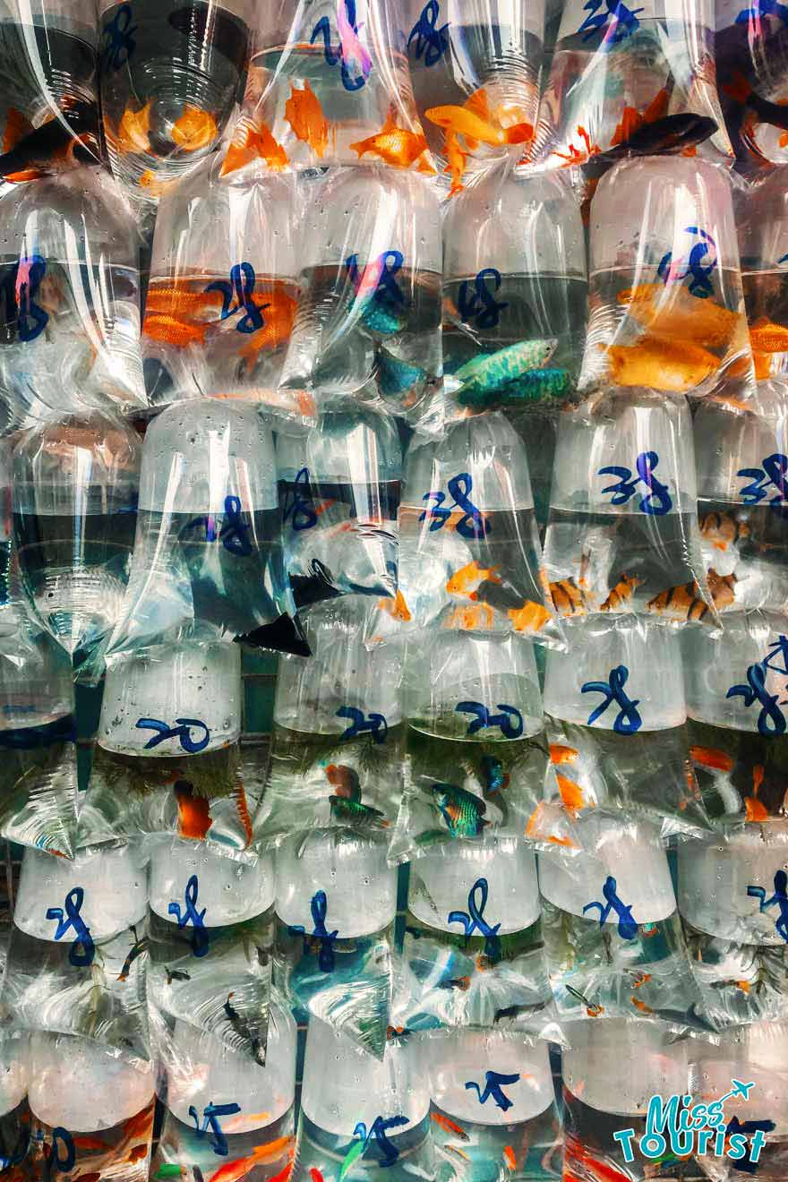 3 best Market in Hong Kong Goldfish