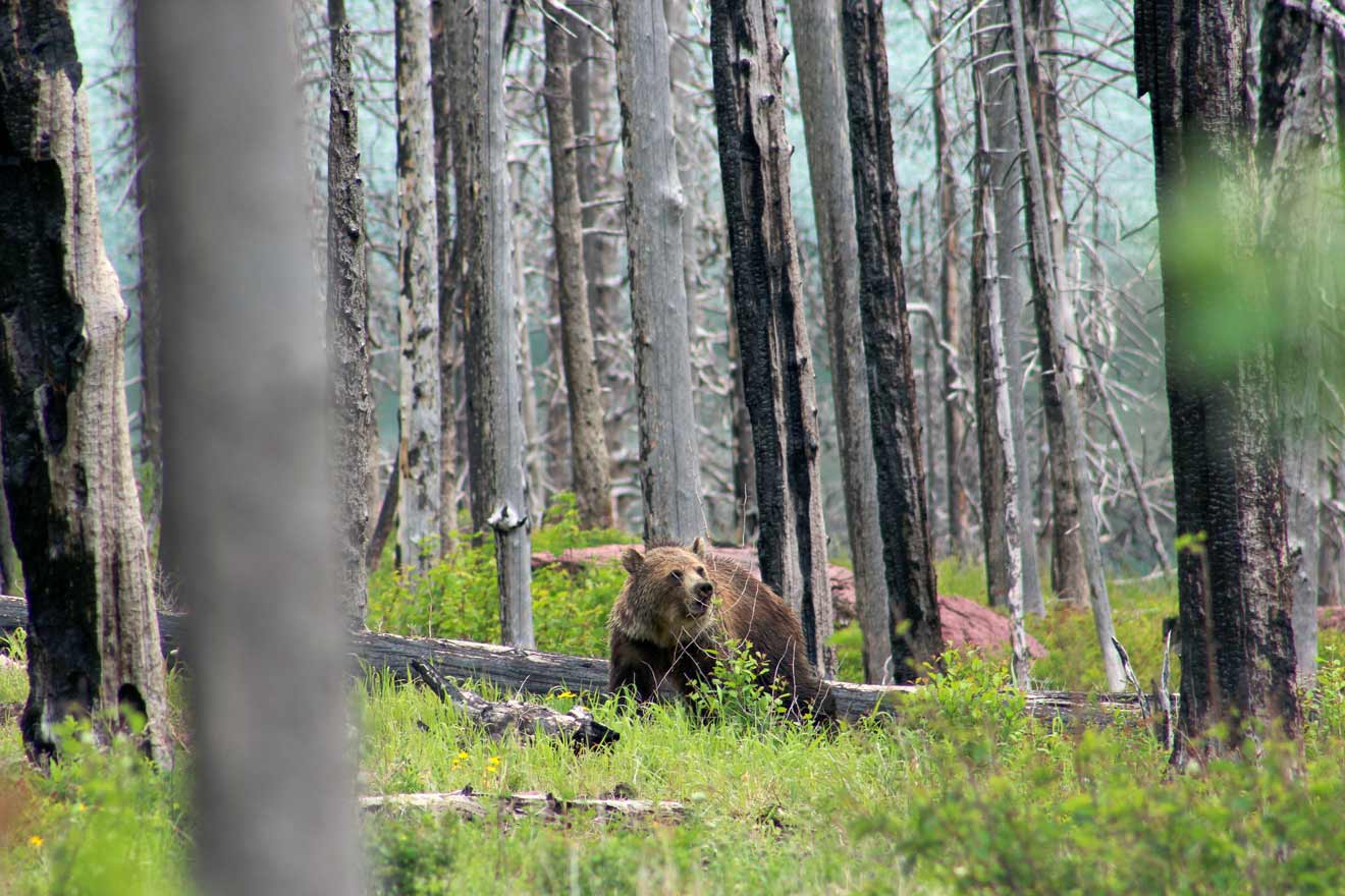 A grizzly bear roaming through a forested area with burnt tree trunks, indicative of a previous wildfire, with green undergrowth recovering the landscape