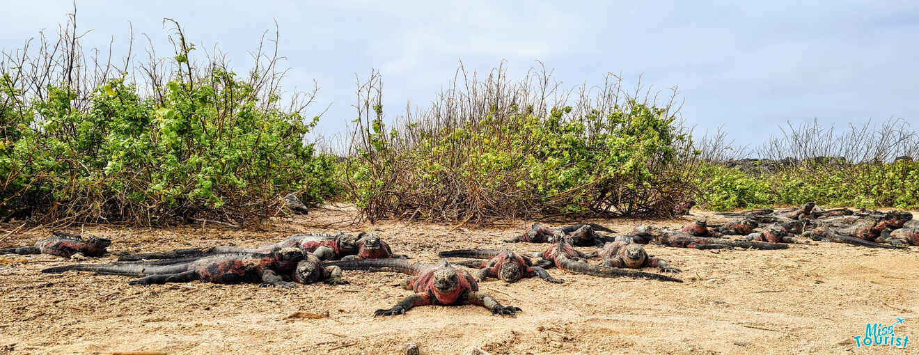 A group of marine iguanas lying on sandy ground with green shrubs in the background under a cloudy sky.