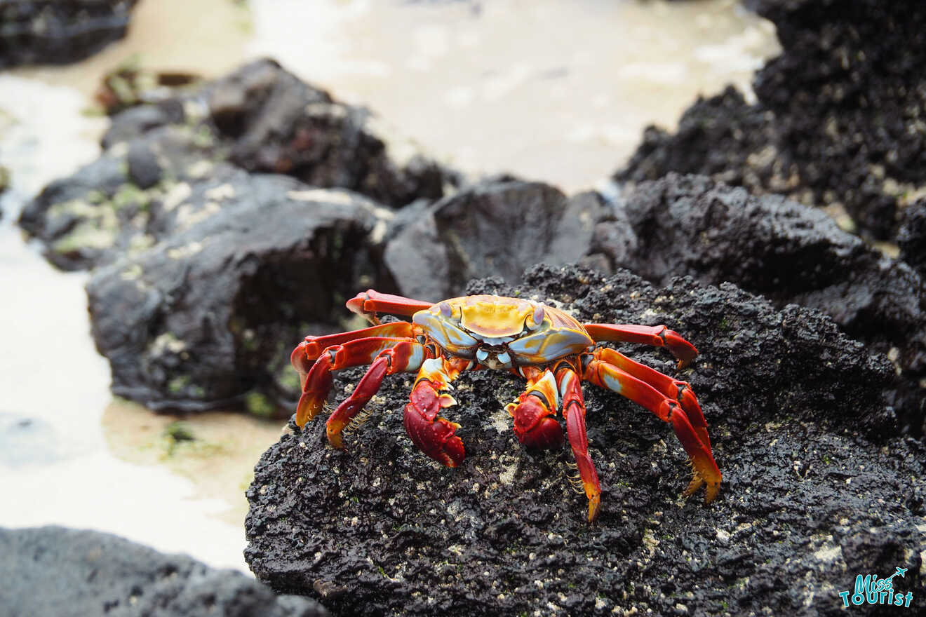 A brightly colored crab with red and orange claws stands on a black rock near the shoreline.