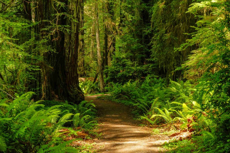 Where to Stay in Redwood National Park → Hotels&Prices