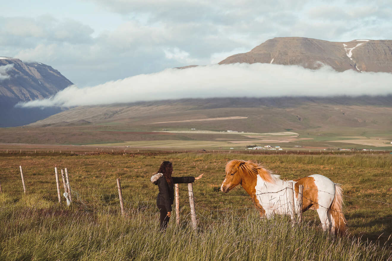 2.2 Icelandic Horses in Snaefellsnes