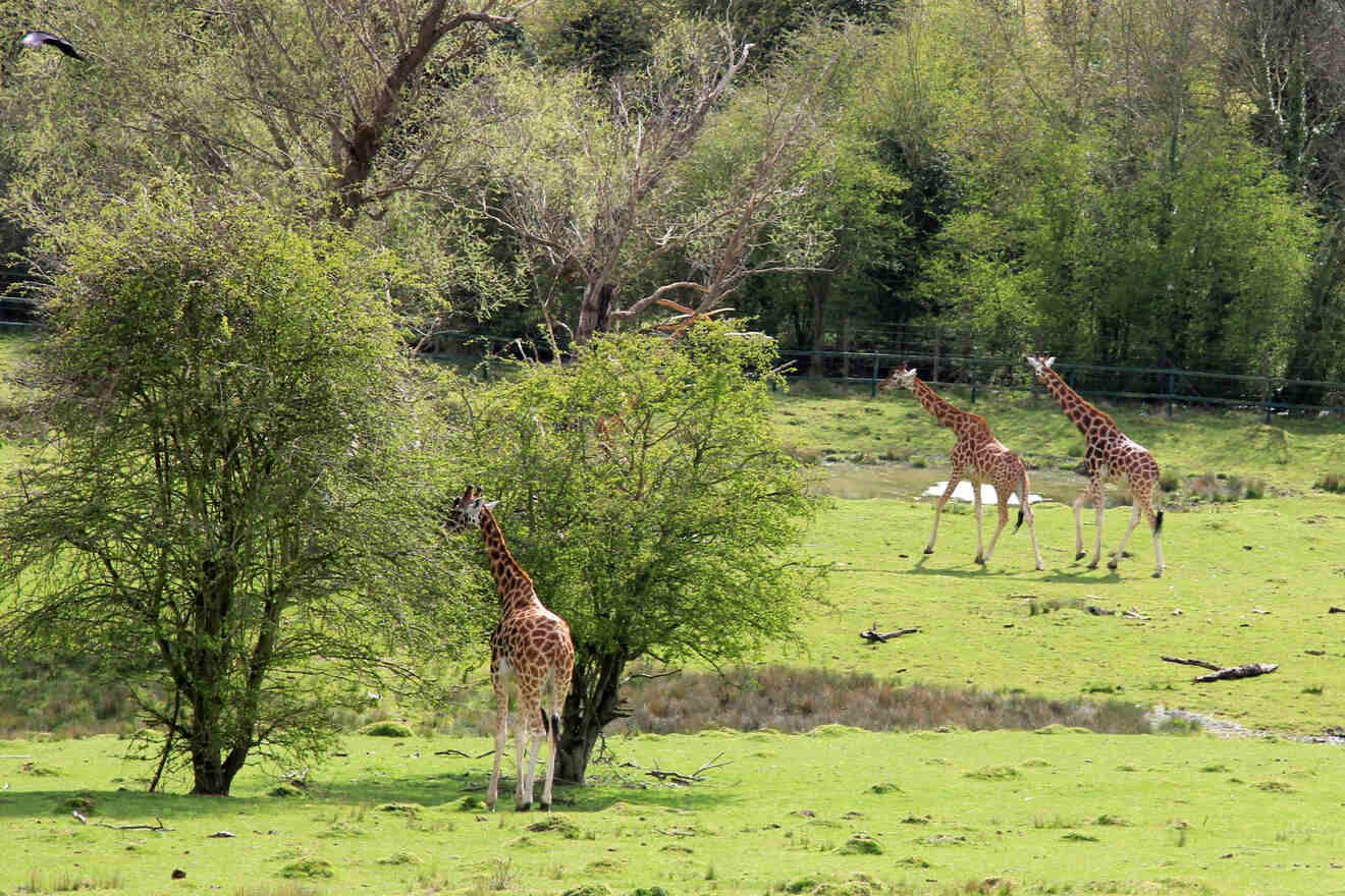 7.1 Port Lympne Wildlife Park