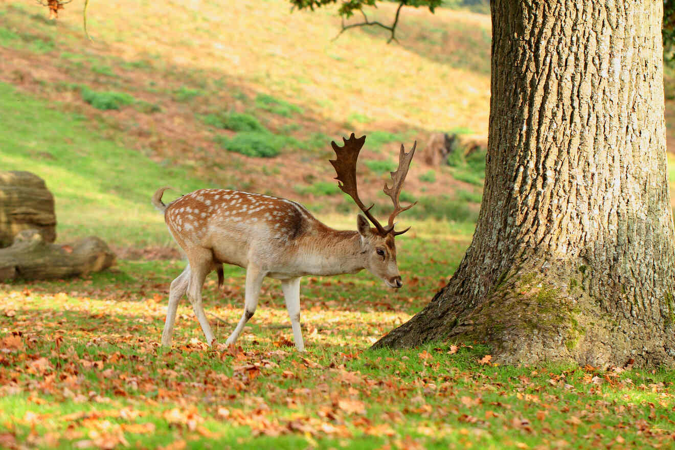 7.2 Sevenoaks Wildlife Reserve