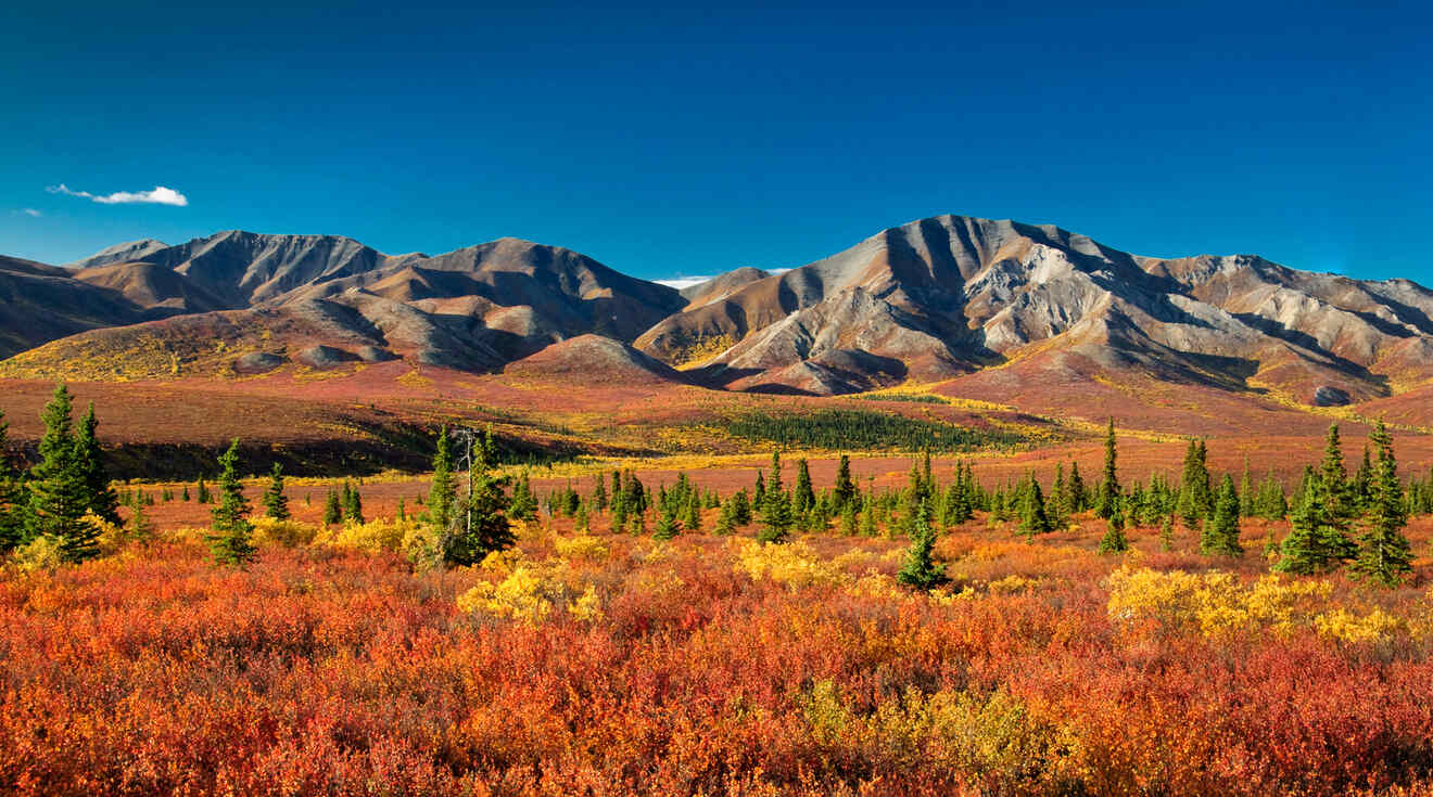 0 Best Places to Stay in Denali National Park