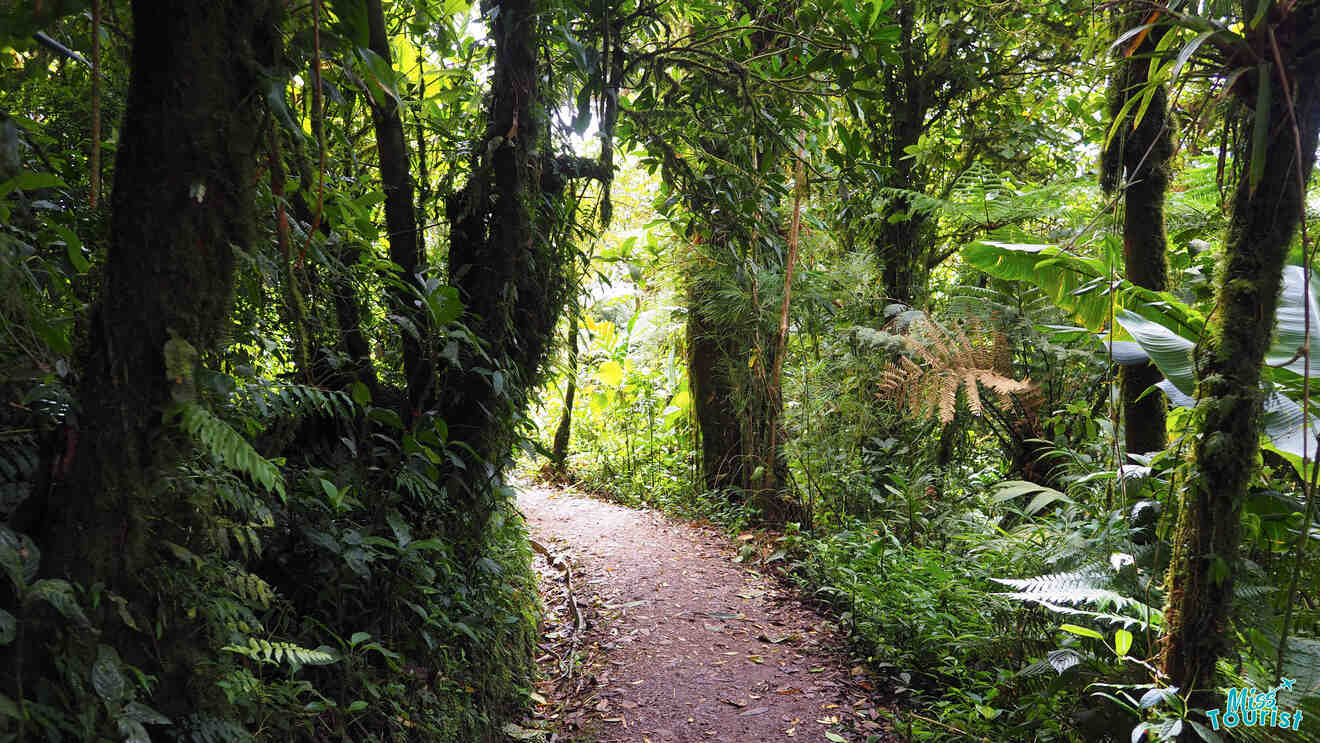 1.2 Santa Elena Cloud Forest Reserve 1